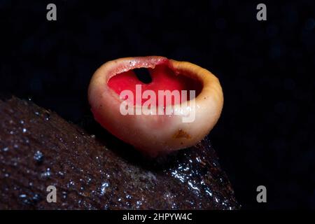 Close up ( macro ) of Cup Fungus . Tiny funnel shaped toadstool ( fungus ,  mushroom , Peziziales ) with short hairs on the body Stock Photo - Alamy