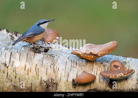 nuthatch (Sitta europaea) perched on a mushroom covered birch trunk, England Stock Photo
