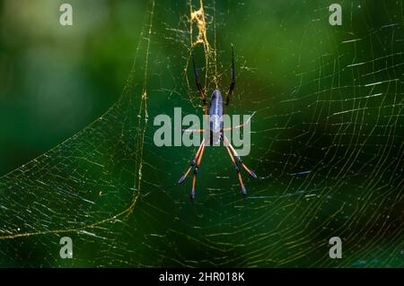 Close up portrait of a palm spider, Nephila inaurata, in its web. Denis Island, The Republic of the Seychelles. Stock Photo