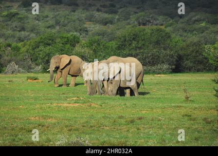 A family of five Elephants of all ages walking across a grass covered valley in the forest covered hills of South Africa.  Shot on safari. Stock Photo