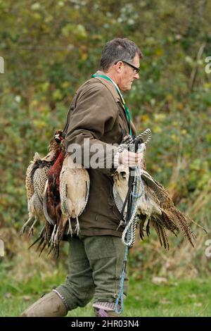 man carrying dead pheasants on a pheasant shoot