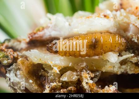 Pine resin-gall moth larva (Retinia resinella) Stock Photo