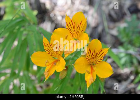 Inca Lily (Alstroemeria aurea) Liliaceae native to southern Chile, Conguillio National Park, IX Region of Araucania, Chile