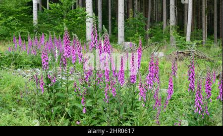 blooming digitalis Stock Photo