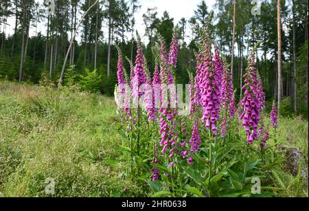 blooming digitalis Stock Photo