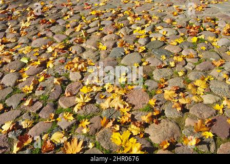 Yellow maple leaves on the pavement Stock Photo