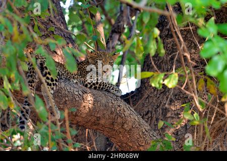 6-month-old leopard cub (Panthera pardus). South Luangwa National Park, Zambia Stock Photo