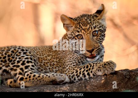 Leopard cub (Panthera pardus). South Luangwa National Park, Zambia Stock Photo