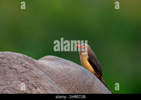 Image Number A1R428841. Red-billed oxpecker (Buphagus erythrorynchus).perched on a white rhinoceros, square-lipped rhinoceros or rhino (Ceratotherium