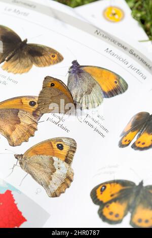 Meadow Brown (Maniola jurtina) on its identification plate, France Stock Photo