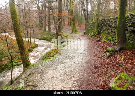 The Sheppard’s Trail, a small footpath running through a forest along the Mill Beck Stream in the Lake District, England Stock Photo