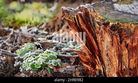 Concept of ecology, environment and sustainability. Nature at its best on a cold winter morning with frost on small plants and tree trunk. Stock Photo