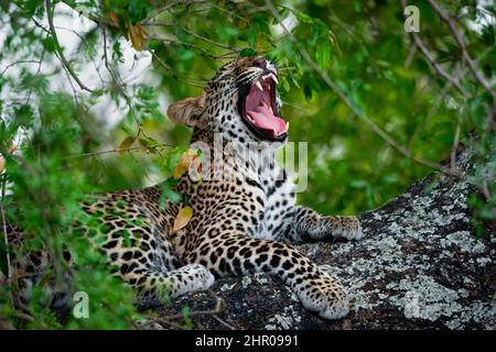 Leopard (Panthera Pardus) female yawning in a African ebony or jackal-berry (Diospyros mespiliformis) tree. Kruger National Park. Mpumalanga. South Af