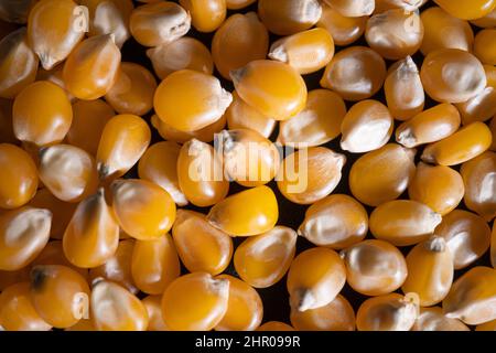 Heap of raw popcorn grains texture Yellow background Stock Photo