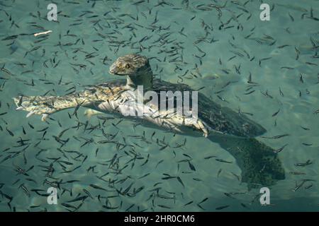 A spiny softshell turtle floats among tiny fish in a freshwater pool at Balmorhea State Park, Texas, USA. Stock Photo
