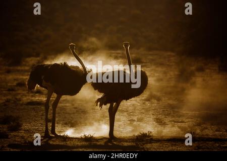African Ostrich (Struthio camelus) couple grooming in sand in backlit at dawn in Kgalagadi transfrontier park, South Africa