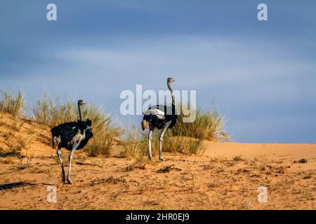 African Ostrich (Struthio camelus) couple walking on to of a sand dune in Kgalagadi transfrontier park, South Africa Stock Photo