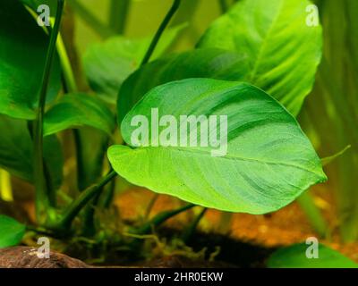 selective focus of an Anubias Barteri leaf with blurred background - aquarium plant Stock Photo