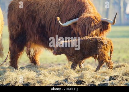 close up of a newborn calf of a scottish highlander in a herd with the mother contained in soft spring light Stock Photo