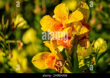 Vivid yellow and red flowers of Canna indica, commonly known as Indian shot, African or purple arrowroot, edible canna or Sierra Leone arrowroot, in s Stock Photo