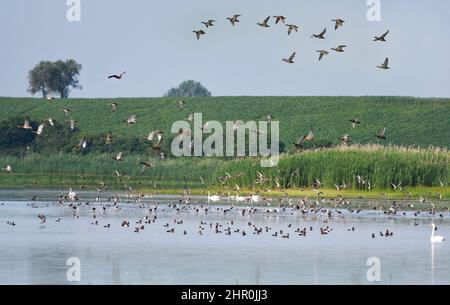 White-tailed eagle (Haliaeetus albicilla) hunting, Lorraine Regional Nature Park, France Stock Photo
