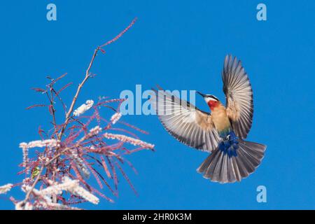 White-fronted bee-eater (Merops bullockoi) in flight, Okavango Delta, Botswana Stock Photo