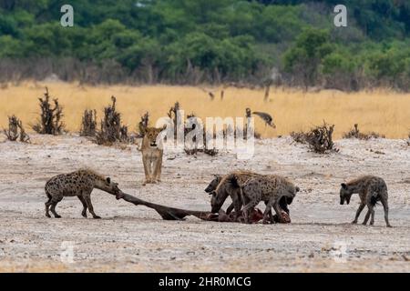 Hyenas, Crocuta crocuta, with a carcass, stolen from a lioness, Panthera leo. Savuti, Chobe National Park, Botswana
