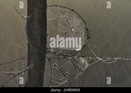Spider web woven on barbed wire, Doubs, France Stock Photo