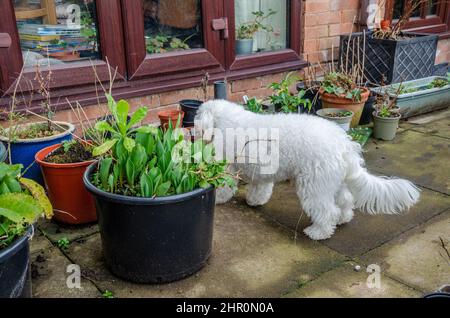 A small, white pet dog explores tubs of plants growing on a patio in a garden. Stock Photo