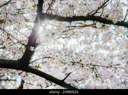 Idyllic White sakura blossoms ( cherry blossom)  in Tokyo, Kyoto, Osaka. Late March (31) in Shinjuku gyoen.  enjoying Sun - sunbeams shine through flo Stock Photo