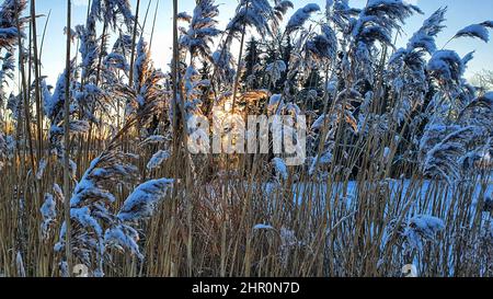 morning sun in winter shining through hoarfrost covered reed grass Stock Photo