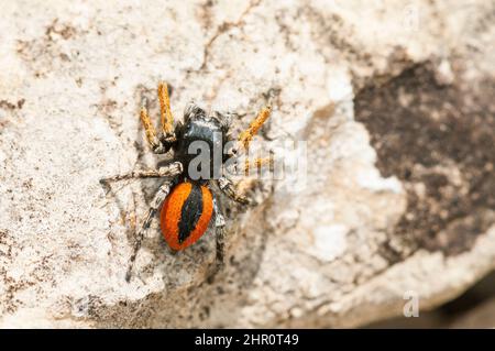 Jumping Spider (Philaeus chrysops) on rock, Ardeche, France Stock Photo