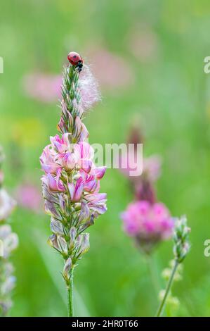 Sevenspotted lady beetle (Coccinella septempunctata) on Sainfoin (Onobrychis sp) flowers, Ardeche, France Stock Photo