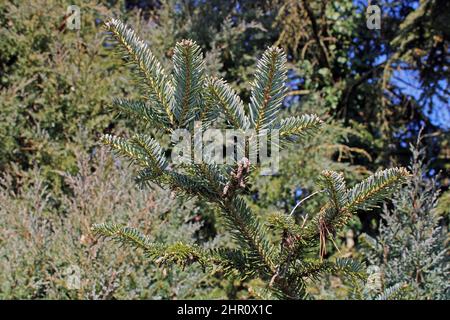 Winter morning and the young pine tree branch at the countryside surrounding Zagreb, Croatia Stock Photo