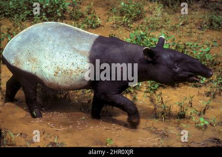 Malayan Tapir (Tapirus indicus) walking in water, Sumatra Stock Photo