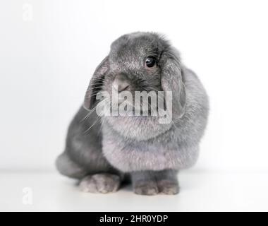 A cute gray Lop rabbit sitting on a white background Stock Photo