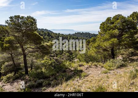 The Montagne Sainte Victoire seen from the southern pine forest of the Grand Luberon, France Stock Photo