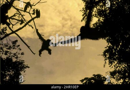 Sumatran Orangutan (Pongo abelii) Female and young crossing canopy, Gunung Leuser National Park, North Sumatra