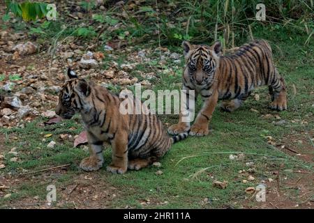 Sumatran tiger (Panthera tigris sumatrae) cubs, North Sumatra