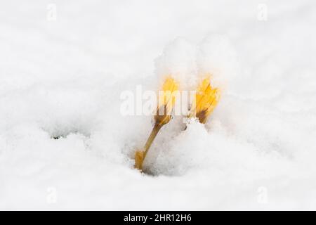 golden yellow early flowering crocus chrysanthus fuscontinctus covered in snow - UK Stock Photo