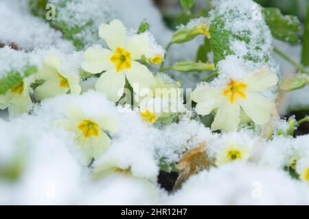 native primroses primula vulgaris covered in snow in February - UK Stock Photo