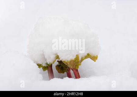 fresh shoots of rhubarb covered in snow in February - Scotland, UK Stock Photo