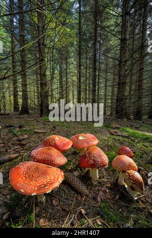 Fly agarics(Amanita muscaria) in the undergrowth of a spruce forest, Jura, France