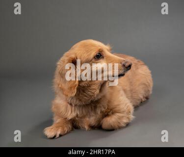 Horizontal shot of a beautiful blond longhaired dachshund on a gray seamless background. Stock Photo