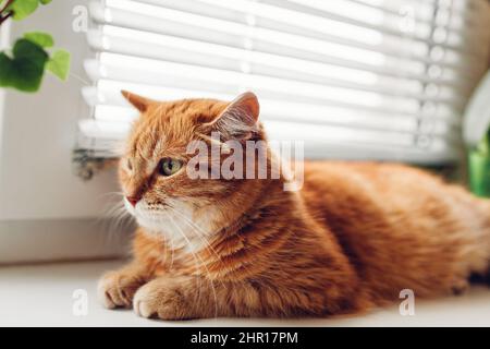 Ginger cat lying on window sill at home in the morning. Pet relaxing enjoying coziness Stock Photo