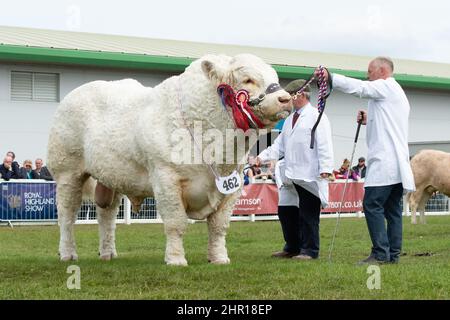 Himalaya charolais 2025