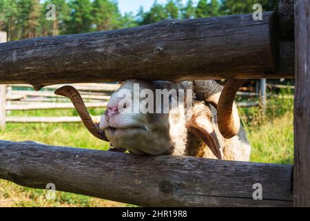 A ram looks over the fence of the pen. A ram is fed through a fence, a horned ram. Stock Photo