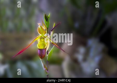 Dark purple and green speckled flower of the orchid Phragmipedium Sorcerer's Apprentice Stock Photo