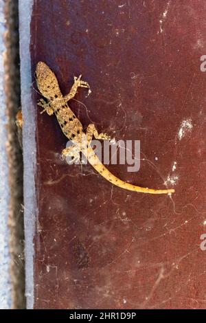 A Mourning Gecko (Lepidodactylus lugubris),against a red ceiling tile.  This species is parthenogenetic. Stock Photo