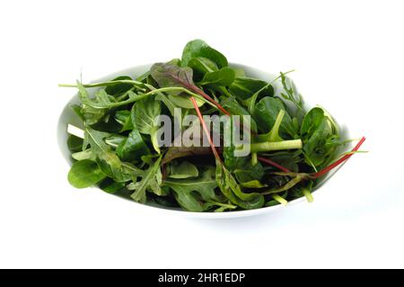 garden lettuce (Lactuca sativa), fresh mixed green salad from the garden in a white bowl Stock Photo